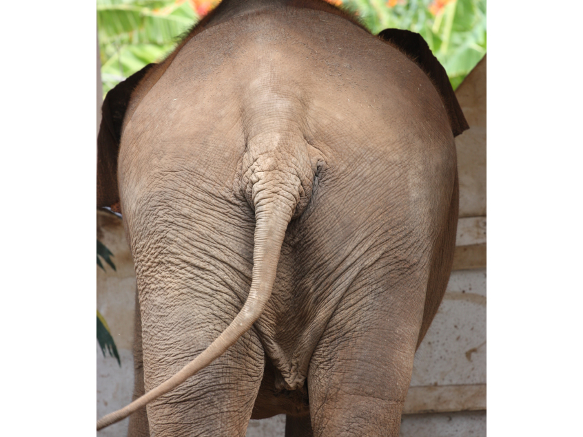 elephant tail