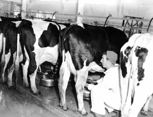 doug-milking-cows